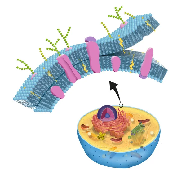 Membrane Cellulaire Aussi Appelée Membrane Plasmique Trouve Dans Toutes Les — Photo