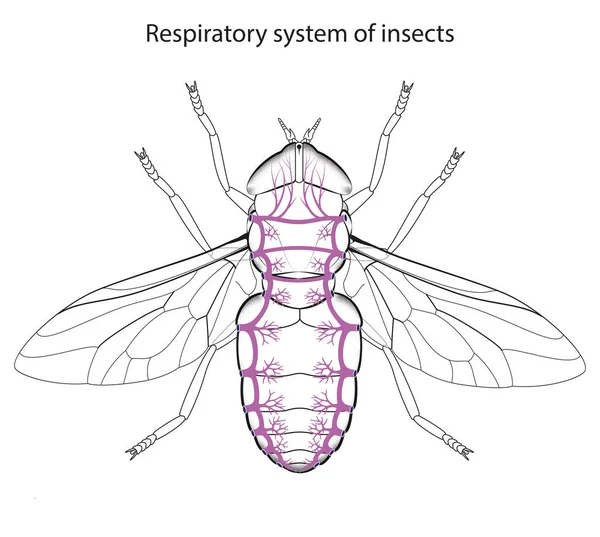 Sistema Respiratorio Insetti — Foto Stock