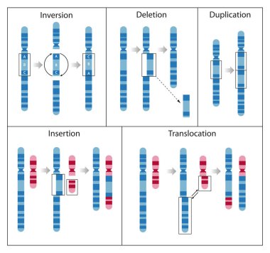 Kromozom mutasyonu, kromozom parçalarının yeniden düzenlenmesiyle sonuçlanan değişim sürecidir.