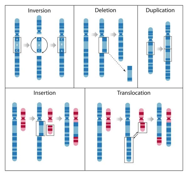 Kromozom Mutasyonu Kromozom Parçalarının Yeniden Düzenlenmesiyle Sonuçlanan Değişim Sürecidir — Stok fotoğraf