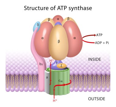The components of ATP synthase, a rotary motor clipart