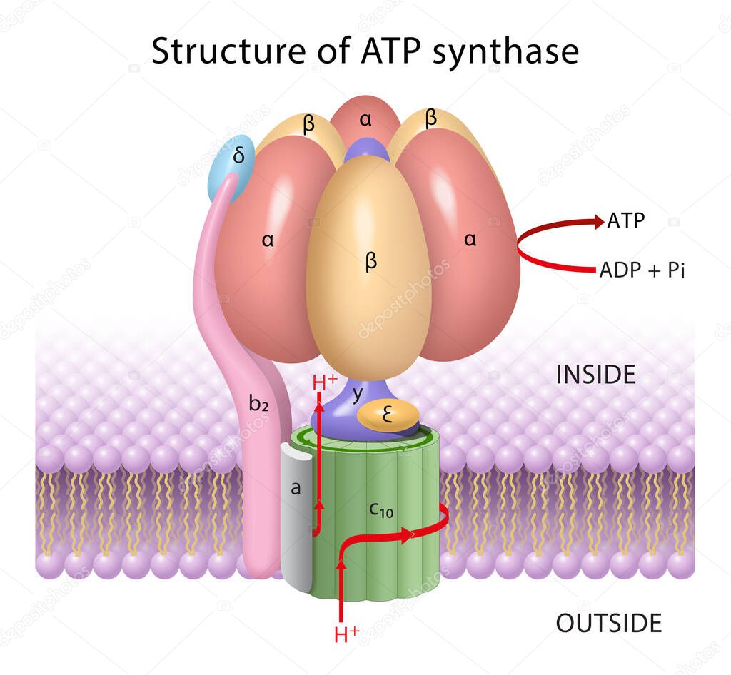 The components of ATP synthase, a rotary motor