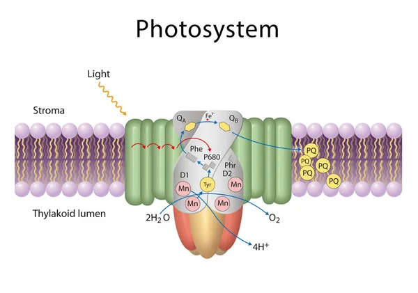 光合系统是参与光合作用的蛋白质复合物的功能和结构单元 — 图库照片