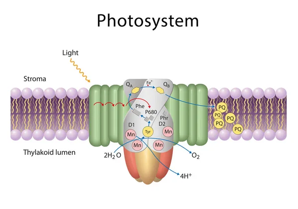 Les Photosystèmes Sont Des Unités Fonctionnelles Structurales Complexes Protéiques Impliqués — Photo