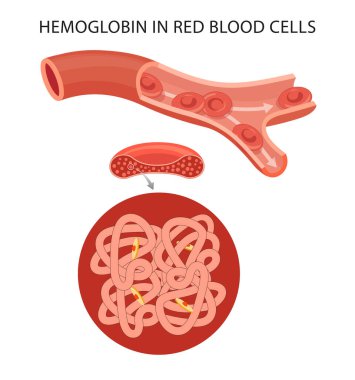 Kırmızı kan hücrelerinde hemoglobin.