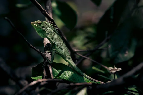 Jardin Relaxant Lézard Bronzant Sur Les Branches Arbres Bronchocela Jubata — Photo