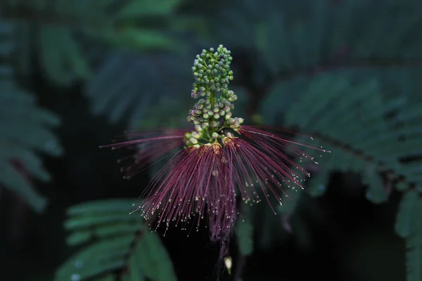 Calliandra Calothyrsus Mit Knospen Und Offenen Blüten Ist Auch Bekannt — Stockfoto