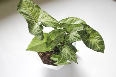 Yeşil Caladium (Sengonyum podophyllum) kaladyum bicolor görünümünü beyaz arkaplanda kapat.