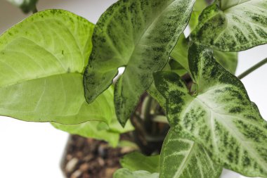 Yeşil Caladium (Sengonyum podophyllum) kaladyum bicolor görünümünü beyaz arkaplanda kapat.