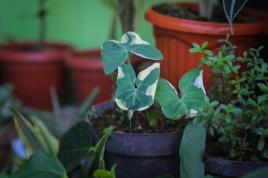 Caladium Mickey Mouse (Xanthosoma albomarginata), ayrıca taro faresi, fare Kupası, Pocket Plant olarak da bilinir. Değişik taro yaprakları.