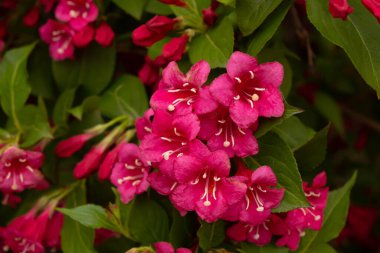 Ağaçta güzel çiçekler ve yapraklar var. Doğal ortam.