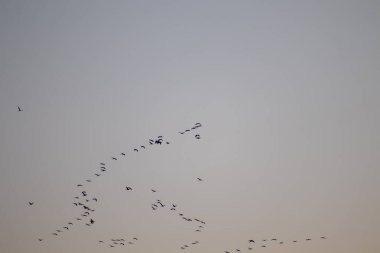 Leylekler güneye gider. Harika bir sonbahar akşamı..