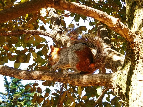 Ardilla Sobre Rama Arbol — Foto Stock