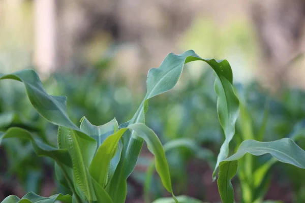 Kukuřičná Rostlina Planta Maiz Hojas Tallo — Stock fotografie