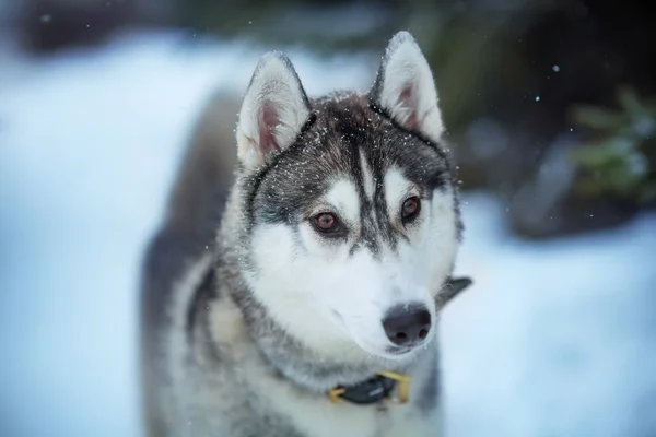 Hasky — Stok fotoğraf