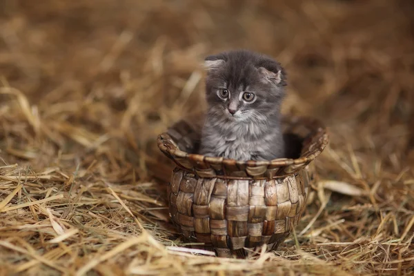 Oturan küçük gri yavru kedi — Stok fotoğraf