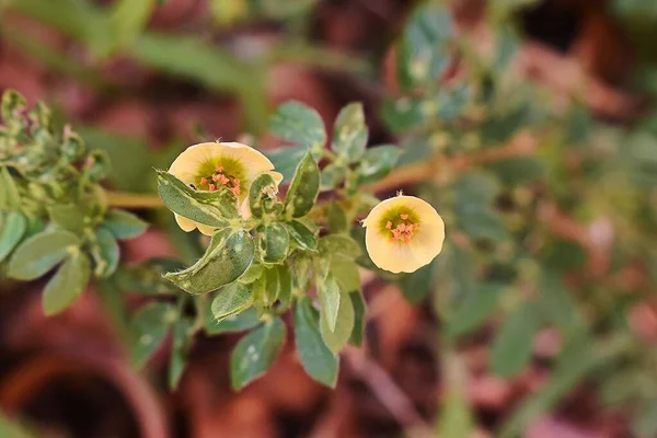 İki sarı çiçek bize güzelliklerini gösterir.