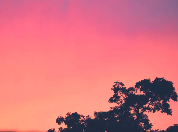 Pembe gökyüzü bir yaz öğleden sonra