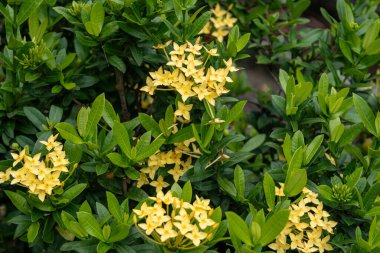 Bahçedeki sarı yasemin çiçekleri, dikkat edin - sığ tarla derinliği