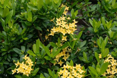 Açık büyüyen renk çiçekler yakın