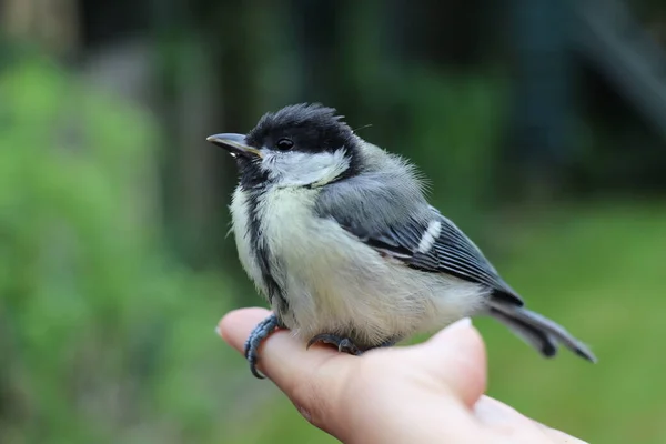 Young Great Tit Bird Sitting Woman Hand — Stock Photo, Image
