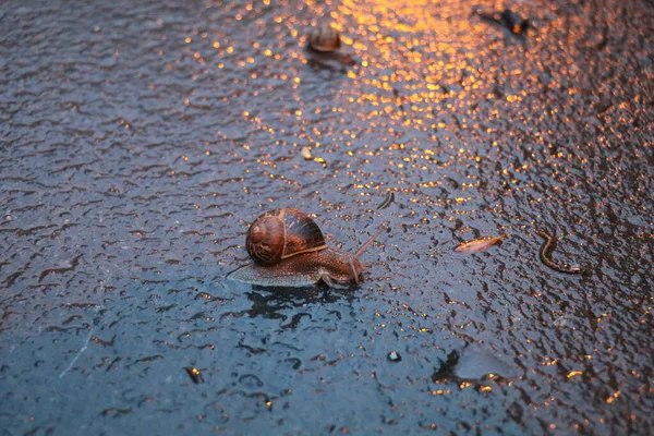 snails exploring the wet street after a rain storm