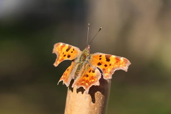 Komma Schmetterling Sonnt Sich Auf Einem Besenstiel — Stockfoto
