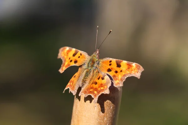 Virgül Kelebeği Süpürgenin Tepesinde Güneşleniyor — Stok fotoğraf