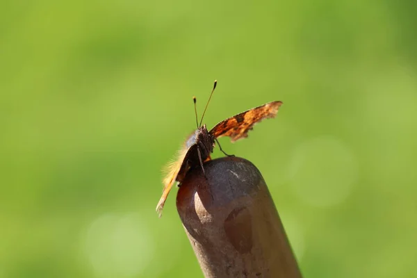 Запятая Бабочка Верхушке Швабры Ярко Зеленом Фоне — стоковое фото