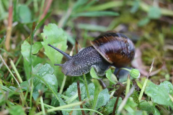 Yağmur fırtınasından sonra ıslak çimlerde gezinen yaygın bahçe salyangozu.