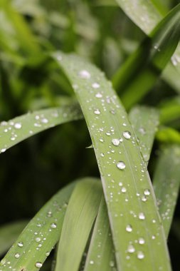 Yeşil yapraklar üzerinde kristal berrak yağmur damlaları