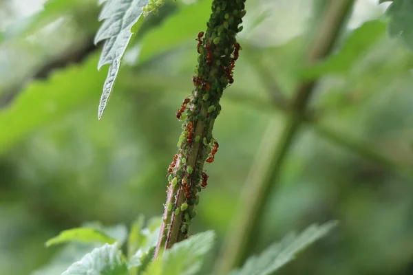 Hormigas Rojas Ordeñando Pulgones Verdes Sobre Tallo Ortiga —  Fotos de Stock