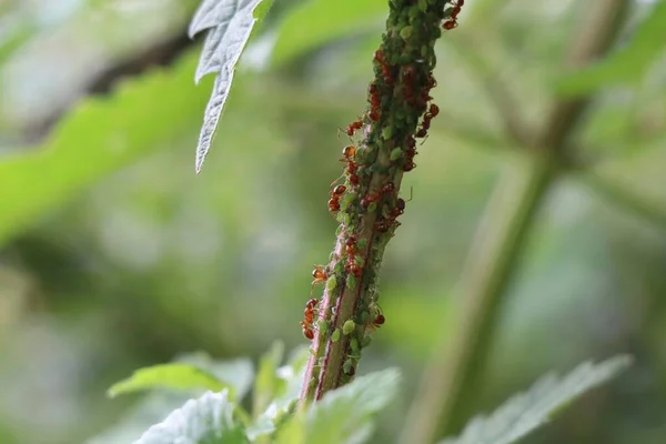 Hormigas Rojas Ordeñando Pulgones Verdes Sobre Tallo Ortiga —  Fotos de Stock