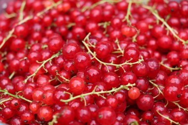 parlak kırmızı taze frenk üzümü