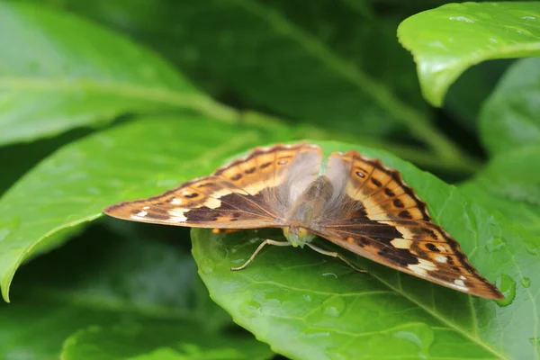 Female Lesser Purple Emperor Butterfly Sitting Open Wings Green Leaf — Stock Photo, Image