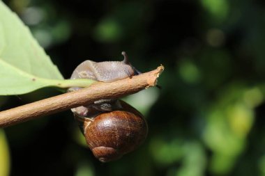 snail trying to climb around a stick