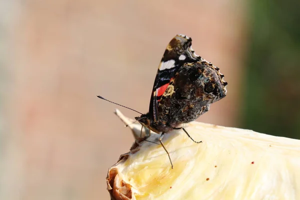 Atalanta Butterfly Feeding Pineapple Slice — Stock Photo, Image