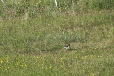 young oystercatcher chick walking in a green meadow