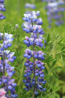 lupine flower in full bloom with a green bokeh background in iceland