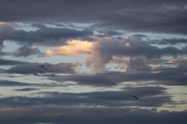 Göç eden turna sürüsü gökyüzünde V-formasyonunda uçuyor. Mavi bir gökyüzünün altında, akşam ışığında turuncu renkte beyaz kabarık bulutlarla dağılmış.