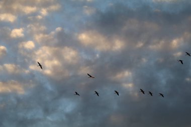 Göç eden turnalar mavi gökyüzünde kabarık bulutlarla, Lac du Der, Fransa