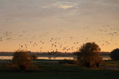 Gün batımında uçuşan turnalar Fransa 'nın Göç eden kuşları üzerinde, Sıcak Akşam Işığında
