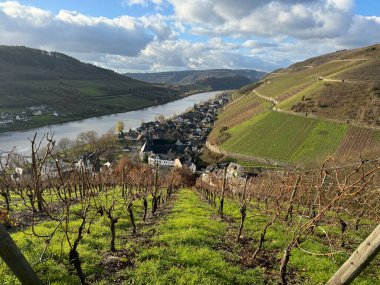 Almanya 'da Krv yakınlarındaki Moselle Nehri Kıvrımları ve Üzüm bağları üzerinde sonbahar manzarası