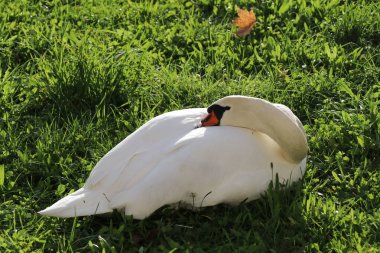 Boynu bükülmüş ve kafası vücuduna sıkışmış bir şekilde çimlerin üzerinde dinlenen kuğu.
