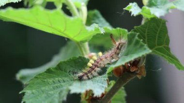 Hazel Yaprağı Tırtılındaki Paslı Tussock Güvesi Kıllı Orgyia Antika Larva Yakın plan