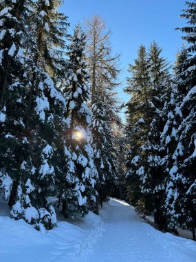 Açık bir kış gününde, karla kaplı orman patikası yüksek ve yeşil ağaçlarla çevrilidir. Güneş ışığı dalların arasından parlar, soğuk beyaz kar ve koyu yeşil köknar ağaçlarına karşı sıcak ışık oluşturur..