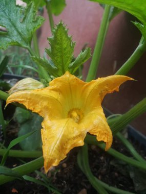 Kabak çiçeği yetişiyor, organik 