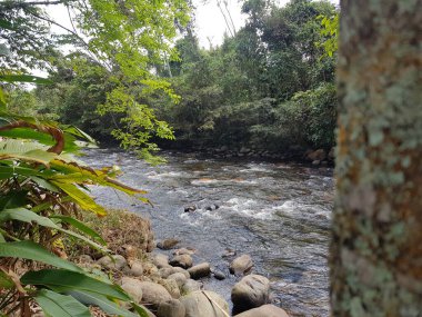 Naturaleza en el rio