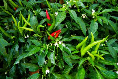 Taze organik kırmızı ve yeşil biber. Kırmızı biber ağacı