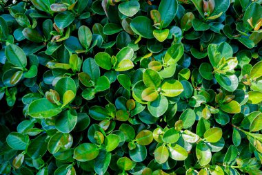 Doğal yeşil yapraklar duvar arkaplanı